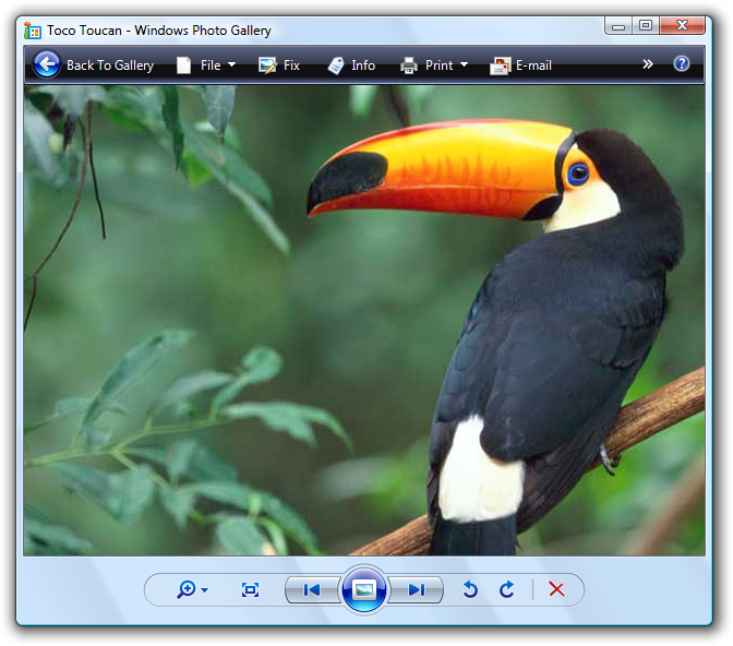 Screenshot des Vogels in der Windows-Fotogalerie 