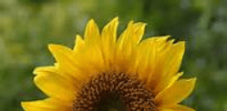 Imagen de girasol recortada a 200 x 100