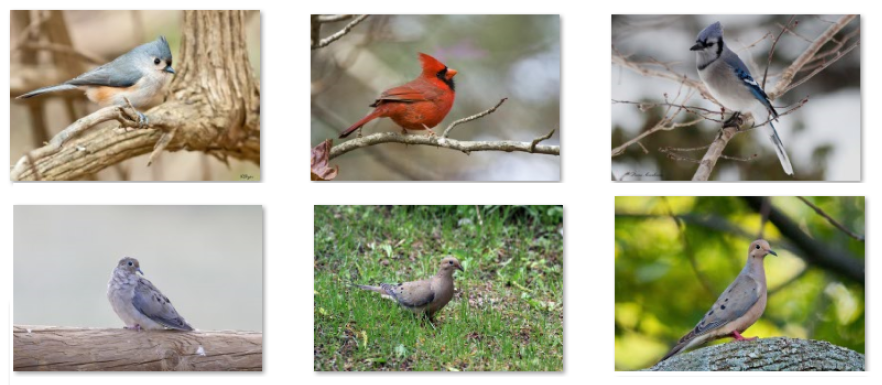 Panel de seis fotos de aves.