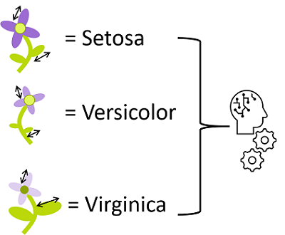 Diagrama que muestra el entrenamiento de un modelo de clasificación con medidas de flores como características y especies como clases.