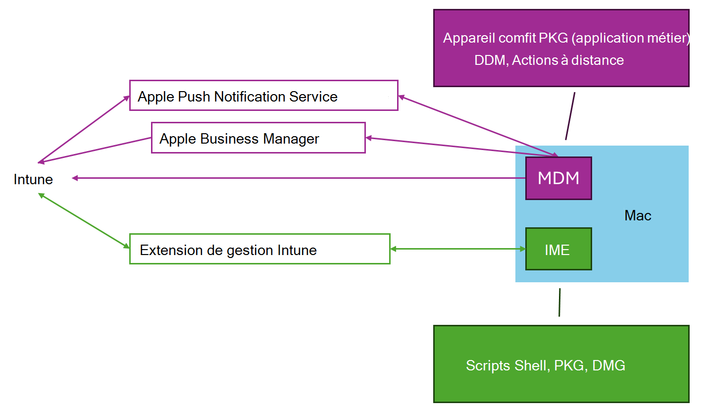 Diagramme montrant comment la gestion des appareils mobiles macOS et l’extension Intune Managemnt fonctionnent ensemble pour prendre en charge la gestion des appareils macOS à l’aide de Microsoft Intune