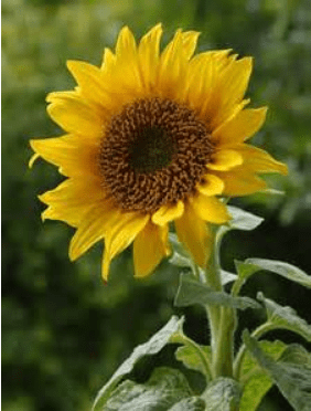 Image d’origine de tournesol