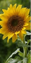 Image de tournesol rognée à 100x200