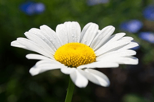 Fiore bianco su sfondo verde