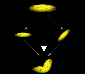 illustrazione del processo per fondere due oggetti con trama di banana