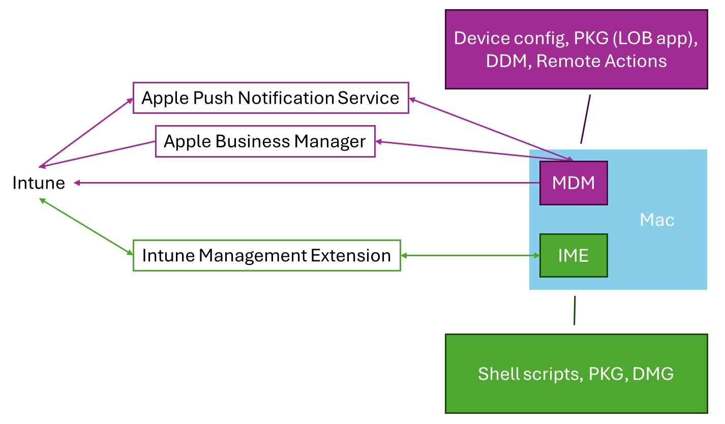 macOS MDM と Intune Managemnt 拡張機能が連携して、Microsoft Intuneを使用した macOS デバイスの管理をサポートする方法を示す図