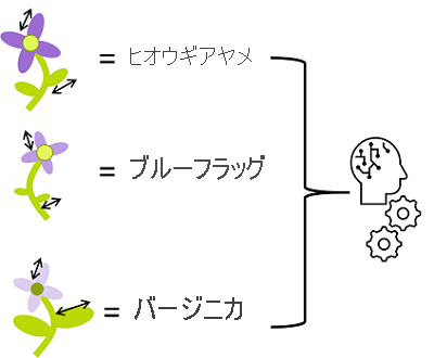 花の測定値を特徴として、種をクラスとして使用する分類モデルを示す図。