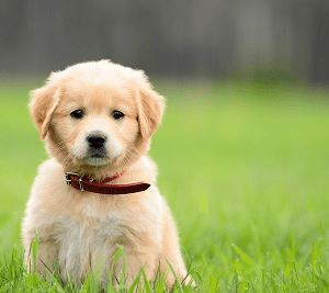 Een puppy die in een grasveld zit