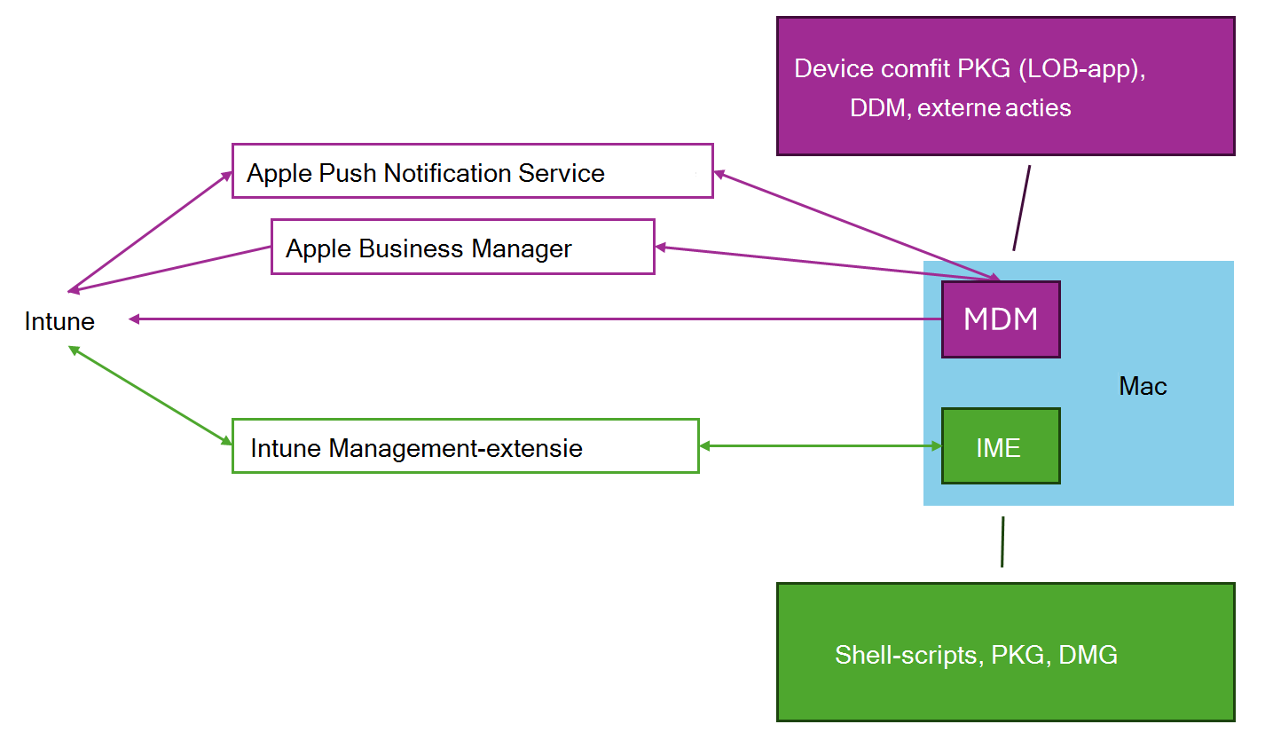 Een diagram dat laat zien hoe macOS MDM en de Intune Managemnt-extensie samenwerken om het beheer van macOS-apparaten te ondersteunen met behulp van Microsoft Intune