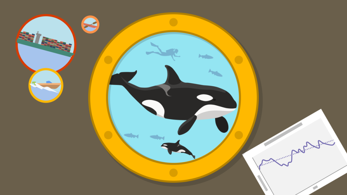 Ilustração de uma baleia orca através de uma vigia com imagens de ruído de barco e gráfico mostrando o declínio da população ao longo do tempo.