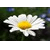 Miniatyrbild för visionsanalys av blomma