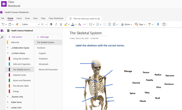 OneNote 課程筆記本學習頁面的螢幕擷取畫面。頁面包含一個關於骨骼系統結構的任務，以及一張 3D 的骨骼圖片。學生受指示使用提供的各種字詞來標記它們。也有一個區域可讓學生拖曳他們不知道的字詞。